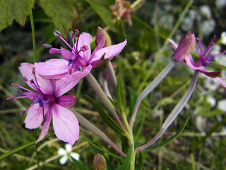 Epilobium fleischer