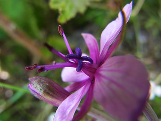 Epilobium fleischer