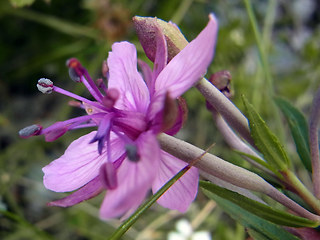 Epilobium fleischer