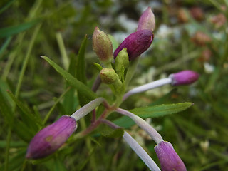 Epilobium fleischer