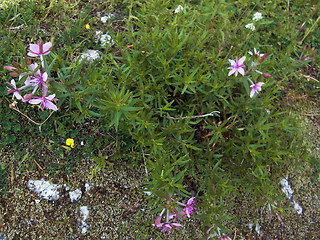 Epilobium fleischer