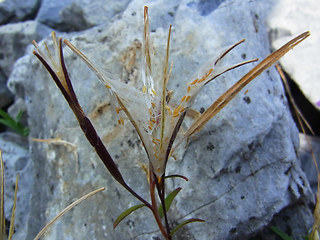 Epilobium fleischer