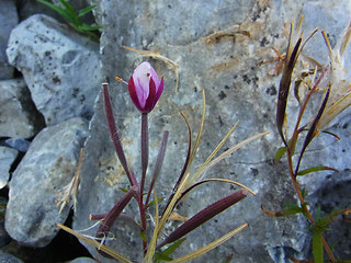 Epilobium fleischer