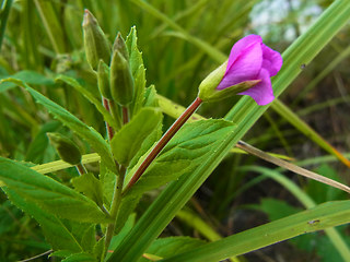 Epilobium hirsutum