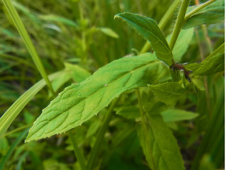 Epilobium hirsutum