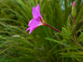 Epilobium hirsutum