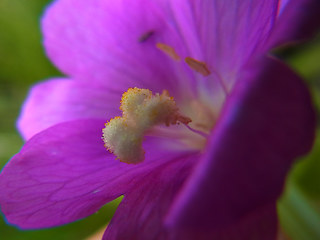 Epilobium hirsutum