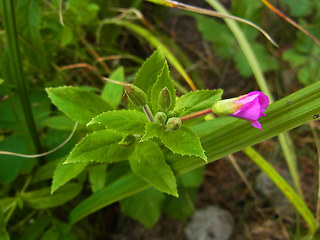 Epilobium hirsutum