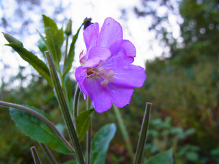 Epilobium hirsutum