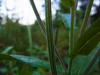 Epilobium hirsutum