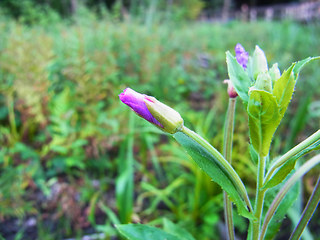 Epilobium hirsutum