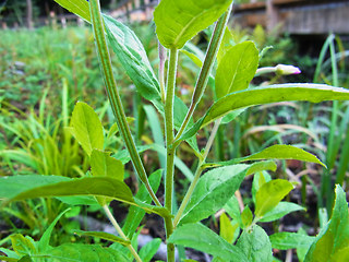 Epilobium hirsutum