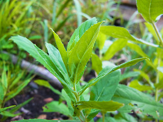 Epilobium hirsutum