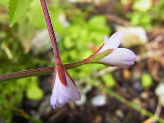 Epilobium montanum