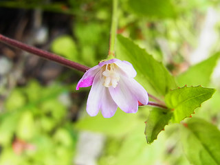 Epilobium montanum