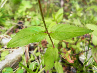 Epilobium montanum