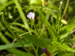 Epilobium tetragonum