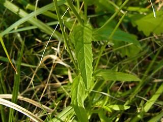 Epilobium tetragonum