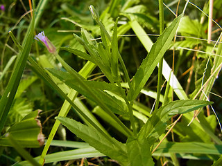 Epilobium tetragonum