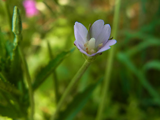 Epilobium tetragonum