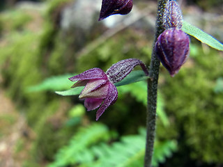 Epipactis atrorubens