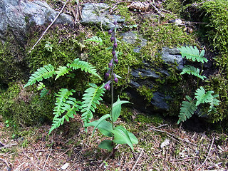 Epipactis atrorubens