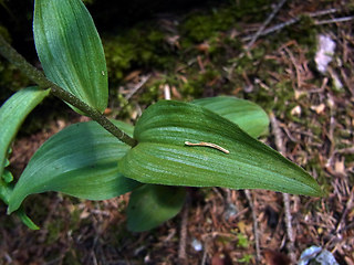 Epipactis atrorubens