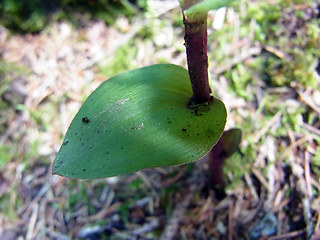 Epipactis atrorubens