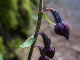 Epipactis atrorubens