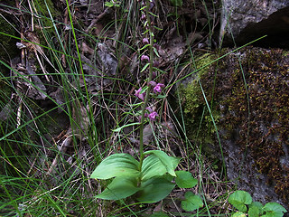 Epipactis atrorubens