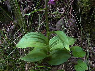 Epipactis atrorubens