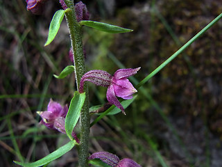 Epipactis atrorubens