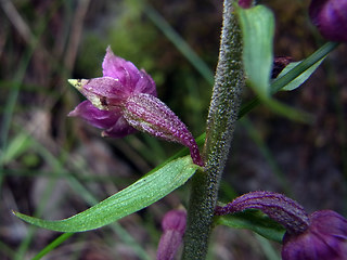 Epipactis atrorubens