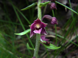 Epipactis atrorubens