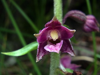 Epipactis atrorubens