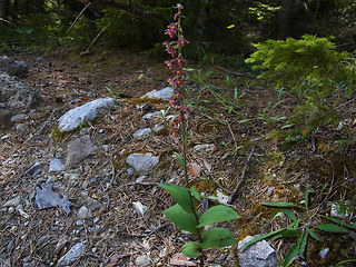 Epipactis atrorubens