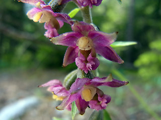 Epipactis atrorubens