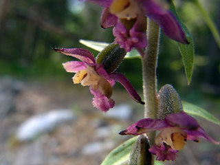 Epipactis atrorubens