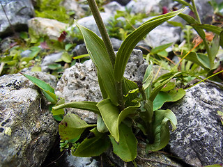 Epipactis atrorubens