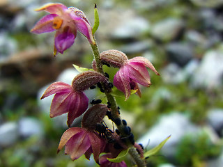 Epipactis atrorubens