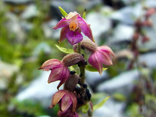 Epipactis atrorubens