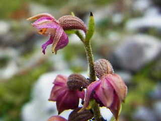 Epipactis atrorubens