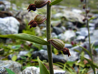 Epipactis atrorubens