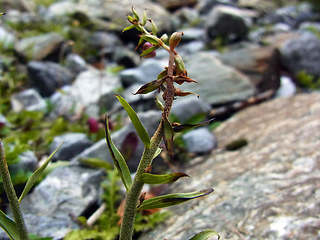 Epipactis atrorubens