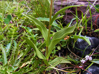 Epipactis atrorubens