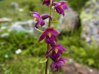Epipactis atrorubens