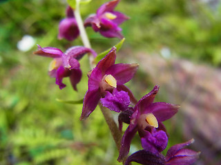 Epipactis atrorubens