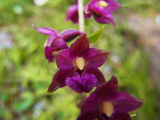 Epipactis atrorubens