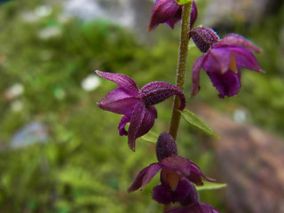 Epipactis atrorubens