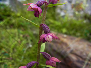 Epipactis atrorubens